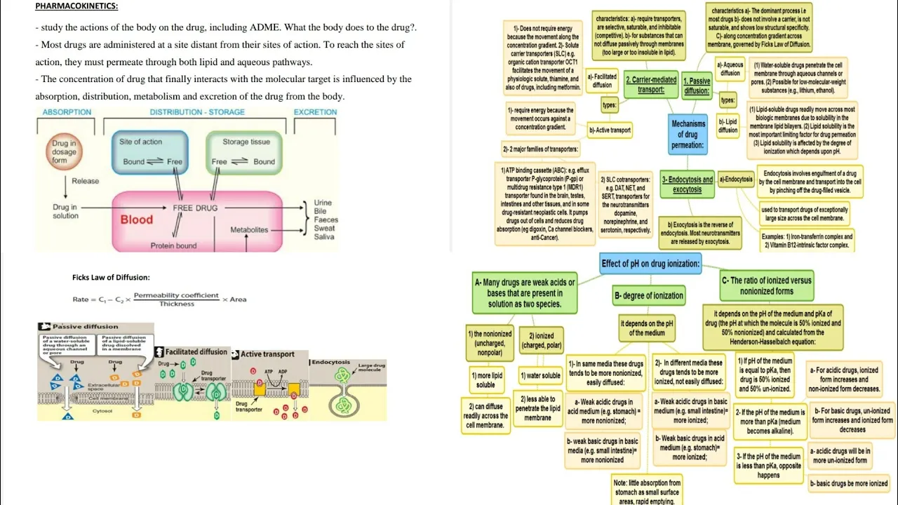 2- Understanding Drug Permeation in Pharmacokinetics