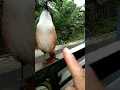 Download Lagu Kicau Burung Pentet Cendet Isian Kenari di Aviary Terbesar Didunia
