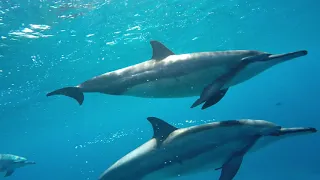 Brasil Selvagem: Golfinhos-rotadores de Noronha. National Geographic.