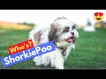 Complete Guide on Shih Tzu and Yorkshire Terrier Cross Breed ShorkiePoo