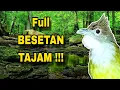 Download Lagu Masteran Cucak Jenggot Besetan Tajam! Pancingan Terbaik untuk Murai Batu \u0026 Kacer