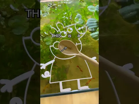 Is this the Rarest Shrimp? 🪼