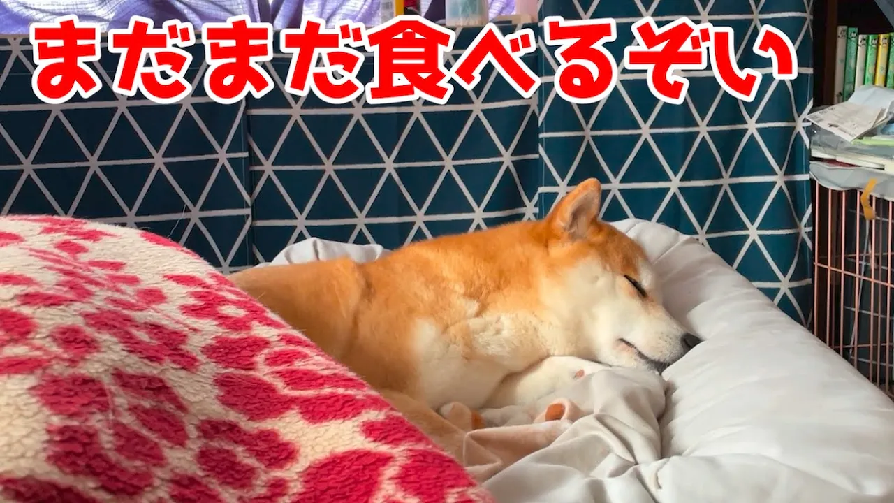 食べた後はすぐ寝ちゃう老犬さん