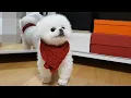 Download Lagu 용맹한 아기 강아지 짖는 소리 / 퐁키옭옭모음