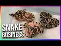 How to Start a Ball Python Breeding Business for beginners