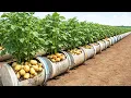 Lagu Secret to Growing Potatoes in Containers With High Yields