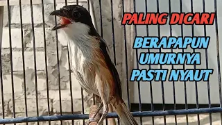 Download SUARA CENDET GACOR JEMUR PAGI || TERAPI CENDET AGAR CEPAT GACOR MP3