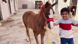 مفرحات للخيل  إختلاف طبع الخيل فالميدان  وتجربه حليب الخيل  دندنها
