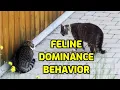 How Do Cats Dominate Each Other