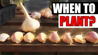 Planting Garlic At The Right Time