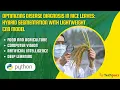Optimizing Disease Diagnosis in Rice Leaves Hybrid Segmentation with Lightweight CNN Model