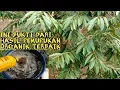 Lagu Cara Membuat Pupuk Terbaik,Untuk Semua Jenis Tanaman//Pohon Durian Pisang Cengkeh Alpukat Dll