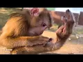 Perhaps a look of longing for family appears in Monkey Kaka s eyes