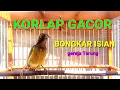 Download Lagu korlap gacor bongkar isian || kolibri kelapa gacor wiceh manggar isian gereja