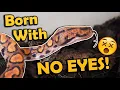 Our Newest Snake Has No Eyes O - O