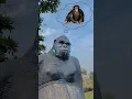 Cute monkey Crying