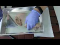 Sheep Brain - Dissection and Internal Structures