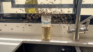 Get Rid of ANY Flies without store-bought traps in 1 day
