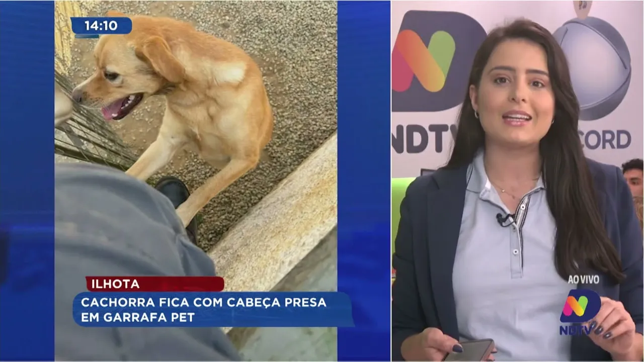 Em Ilhota cachorra fica com cabeça presa em garrafa pet