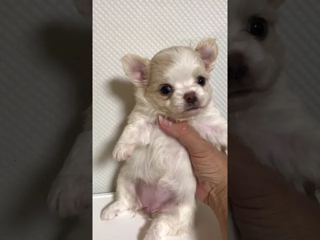 動画