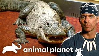 Catching Gators and Crocs Gator Boys Animal Planet