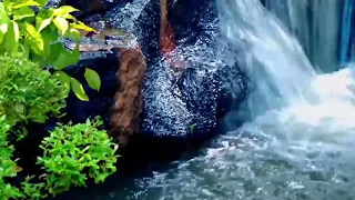 masteran terapi air terjun untuk burung wambi hwamei stres dan mancet 