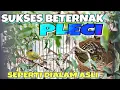 Download Lagu SUKSES BETERNAK BURUNG PLECI 🔴cara beternak burung pleci terlengkap