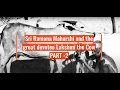 Download Lagu Story of Love Between Ramana Maharshi and the Great Devotee Cow Lakshmi - Part 2