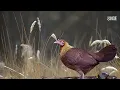 suara pikat ayam hutan betina jernih.100%nyaut