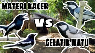Download MATERI KACER X Gelatik Watu //Melatih variasi kicauan Kacer semakin pedas MP3