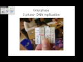 Meiosis Lab Simulation