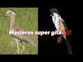 Download Lagu MASTERAN CENDET BARU PALING DI CARI 2025 ‼️PERUVIAN THICK-KNEE