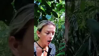 Sailing to the DARIEN FOREST 🐍🕷☠️ #shorts