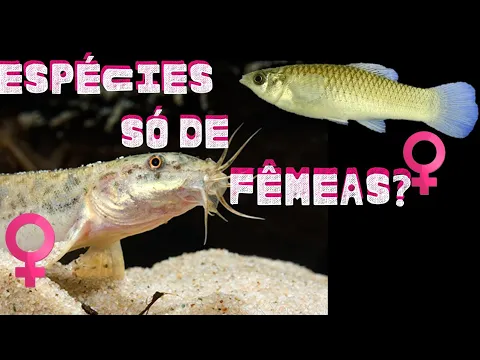 Video de YouTube