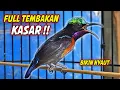 Lagu SUARA BURUNG KOLIBRI NINJA GACOR FULL NEMBAK ISIAN KASAR !! PANCINGAN KONIN BAHAN AGAR CEPAT EMOSI