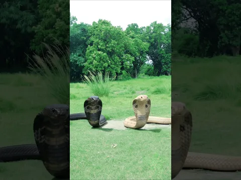 नाग vs आदमी #nagin #funnyvideo #shorts