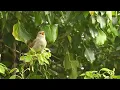 A nightingale song in Dordogne 2023 (Luscinia megarhynchos)