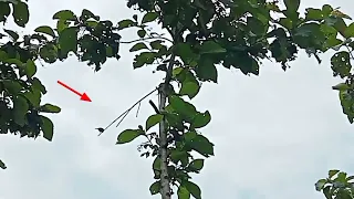 suara pikat perkutut merbuk paling jos langsung kena