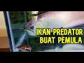 Download Lagu 5 Jenis Ikan Predator Yang Cocok Buat Pemula