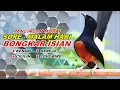 Download Lagu 🔴 LIVE 13 - Pancingan Murai Batu Pagi Hari Full Isian Tembakan kasar Murai Apapun Pasti Nyaut