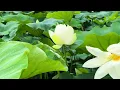 EPISODE.76 - hania rani & dobrawa czocher -    tak tak to ja. 연꽃의 평온함과 고요함이 조용히 스며드는 -
