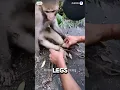 Download Lagu Man Found Tied Up Monkey By Side Of Road 😢❤️#animalshorts #animals #monkey