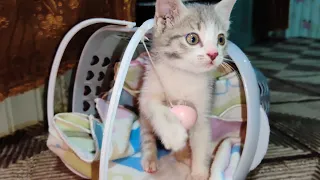 Rescued Street Kitten Discovers a Tiny Ball for the First Time 🥺❤️