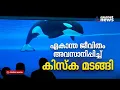 ചില്ല് ടാങ്കിൽ തലയിടിച്ച് കരഞ്ഞ കിസ്കയുടെ ഏകാന്ത ജീവിതത്തിന് അന്ത്യം | Kiska Whale