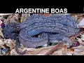 Download Lagu Argentine Boas