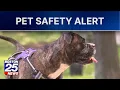 Pet owners beware s warn Massachusetts lakes ponds may be dangerous right now