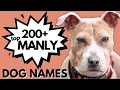 200 Masculine Names for Your Boy Dog Male Dog Names Tough Fierce Strong Names
