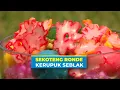 Download Lagu Segar Hangat Sekoteng Ronde Kerupuk Seblak | JEJAK SI GUNDUL (20/07/25)