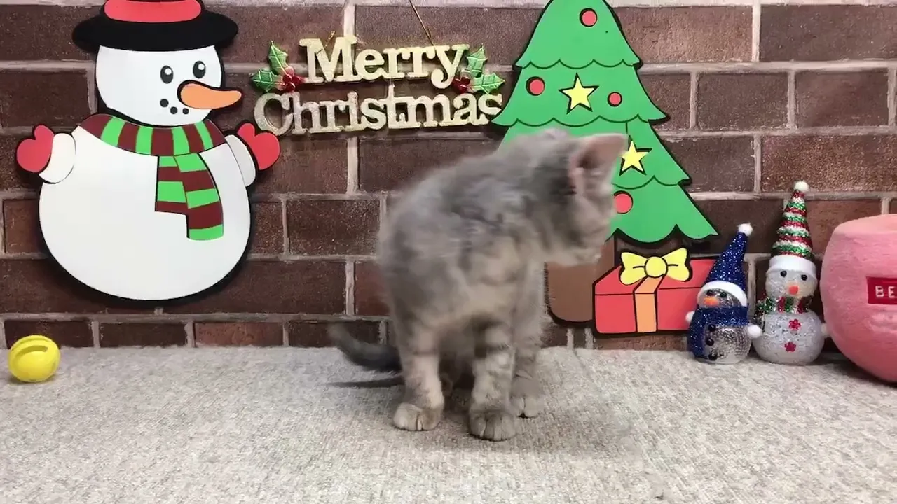 動画