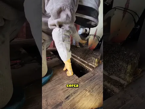 Este Hombre Encontró Una Colmena De Abejas En Su Casa 😱